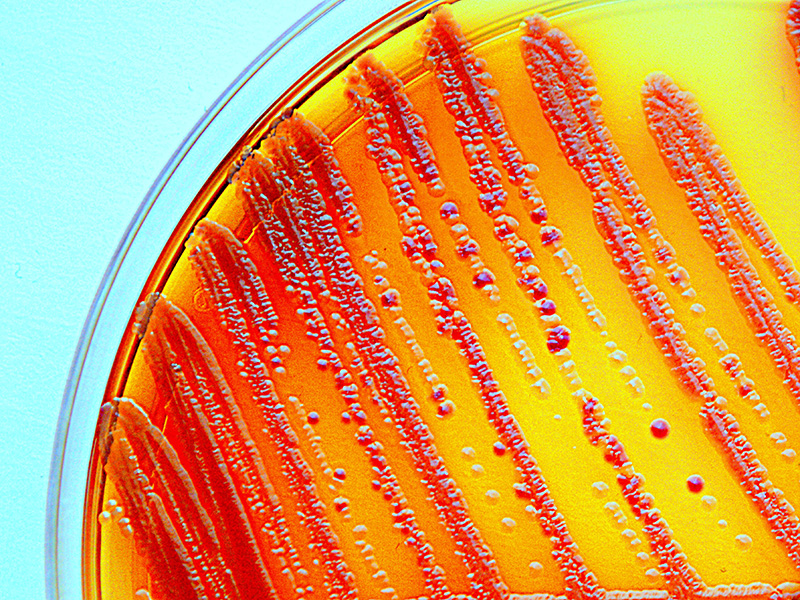 Commensal bacteria biofilm