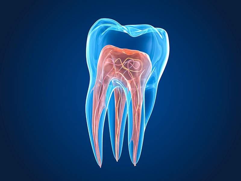 dental roots cms dental